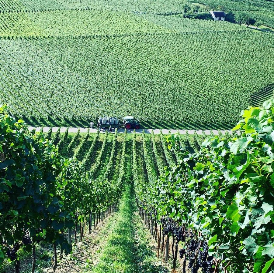 Ruedlins-Winzerhof Διαμέρισμα Auggen Εξωτερικό φωτογραφία