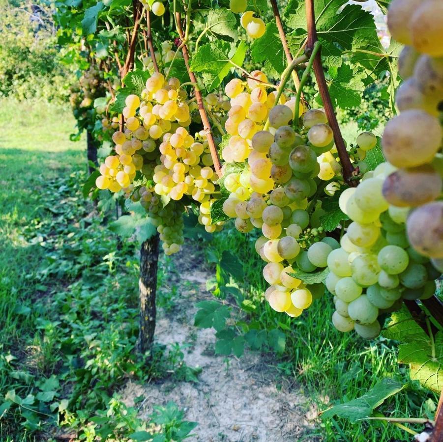 Ruedlins-Winzerhof Διαμέρισμα Auggen Εξωτερικό φωτογραφία